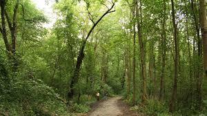 Rezerwat przyrody Lisia Góra